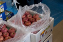 Fresh fruits distribution in Tohoku